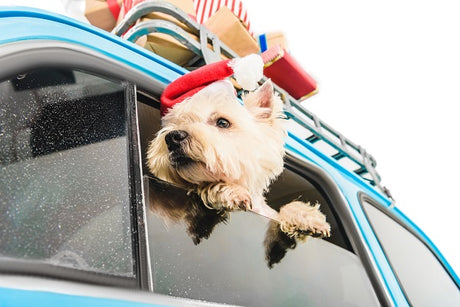 10 Best Gifts for Dog Lovers to Show How Much You Care